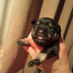 WhatsApp Image 2026-03-13 at 19.15.39 (10) Pups Ruby en Figo 1 week oud