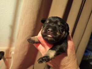 Pups Ruby en Figo 1 week oud